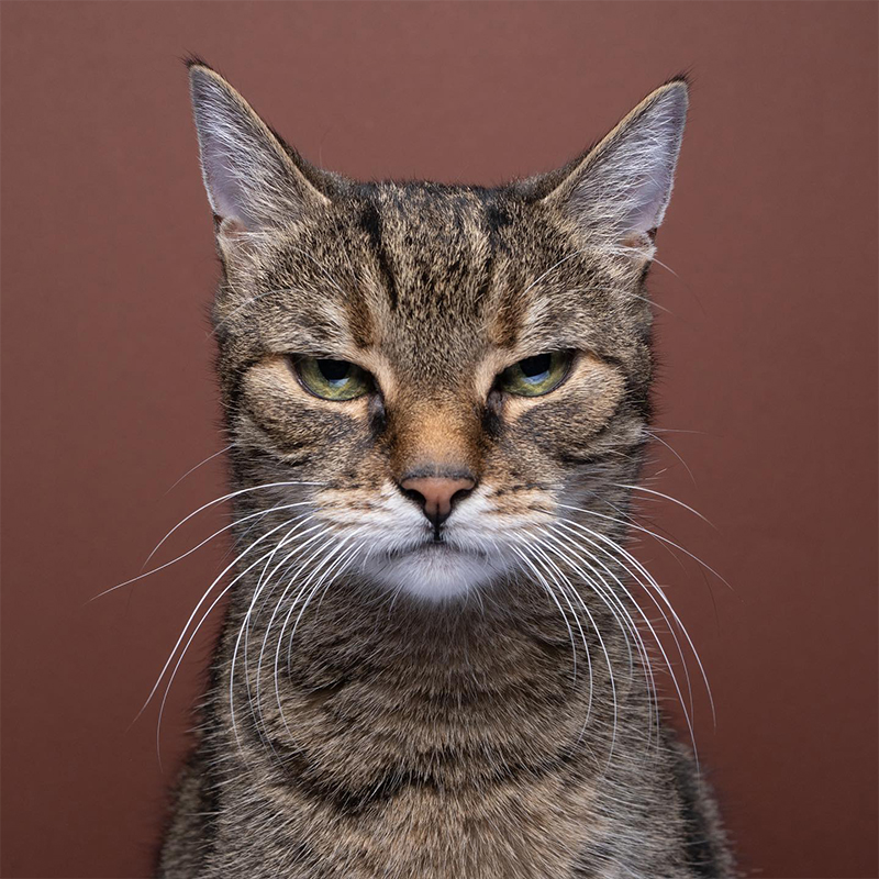 Catographer Shares Funny 'Angry Kitty' Shots to Brighten Your Day